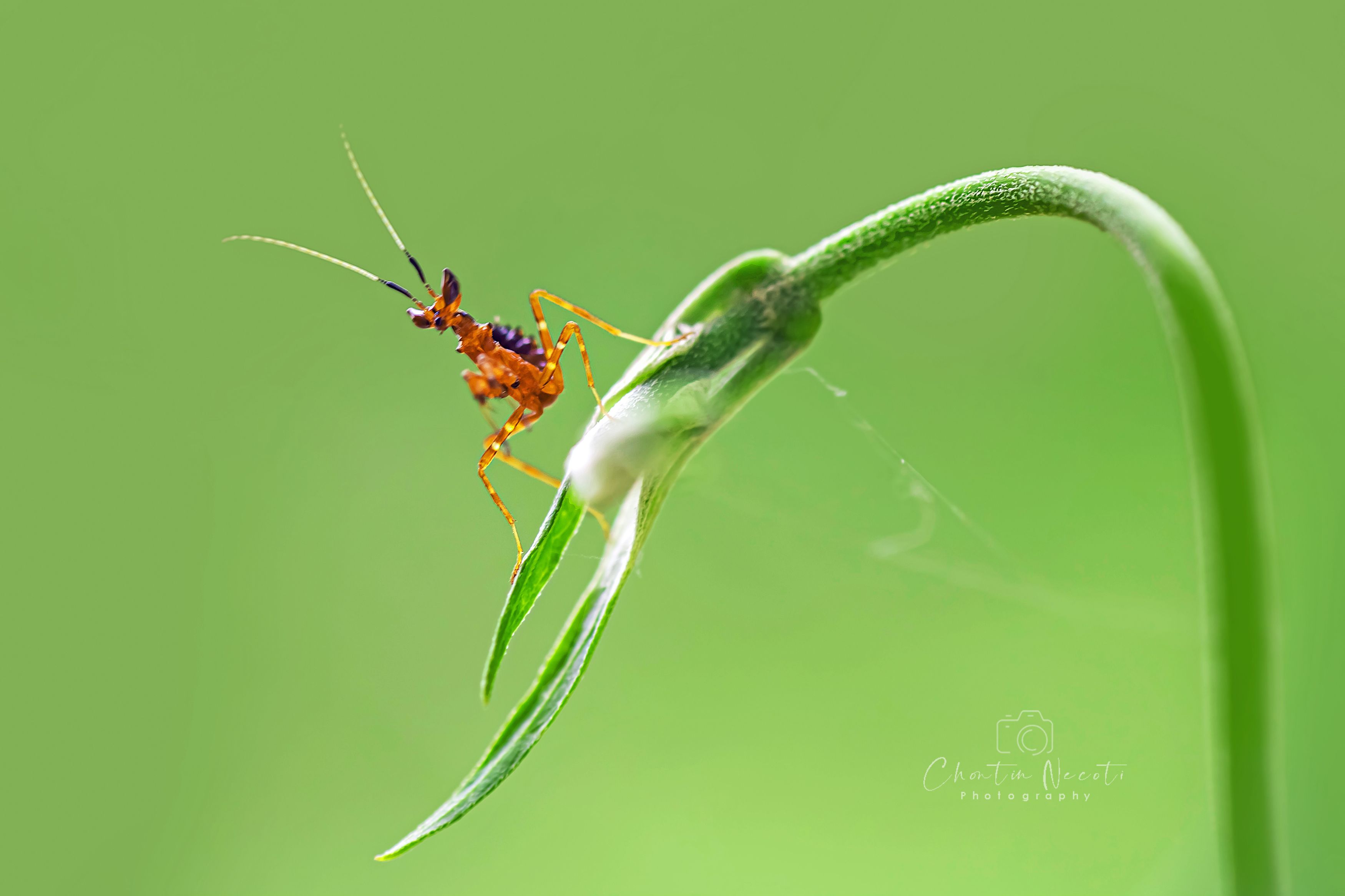 little, animal, insect, nature, garden, green, mantis, beauty, natural, outdoor, outsite, NeCoTi ChonTin