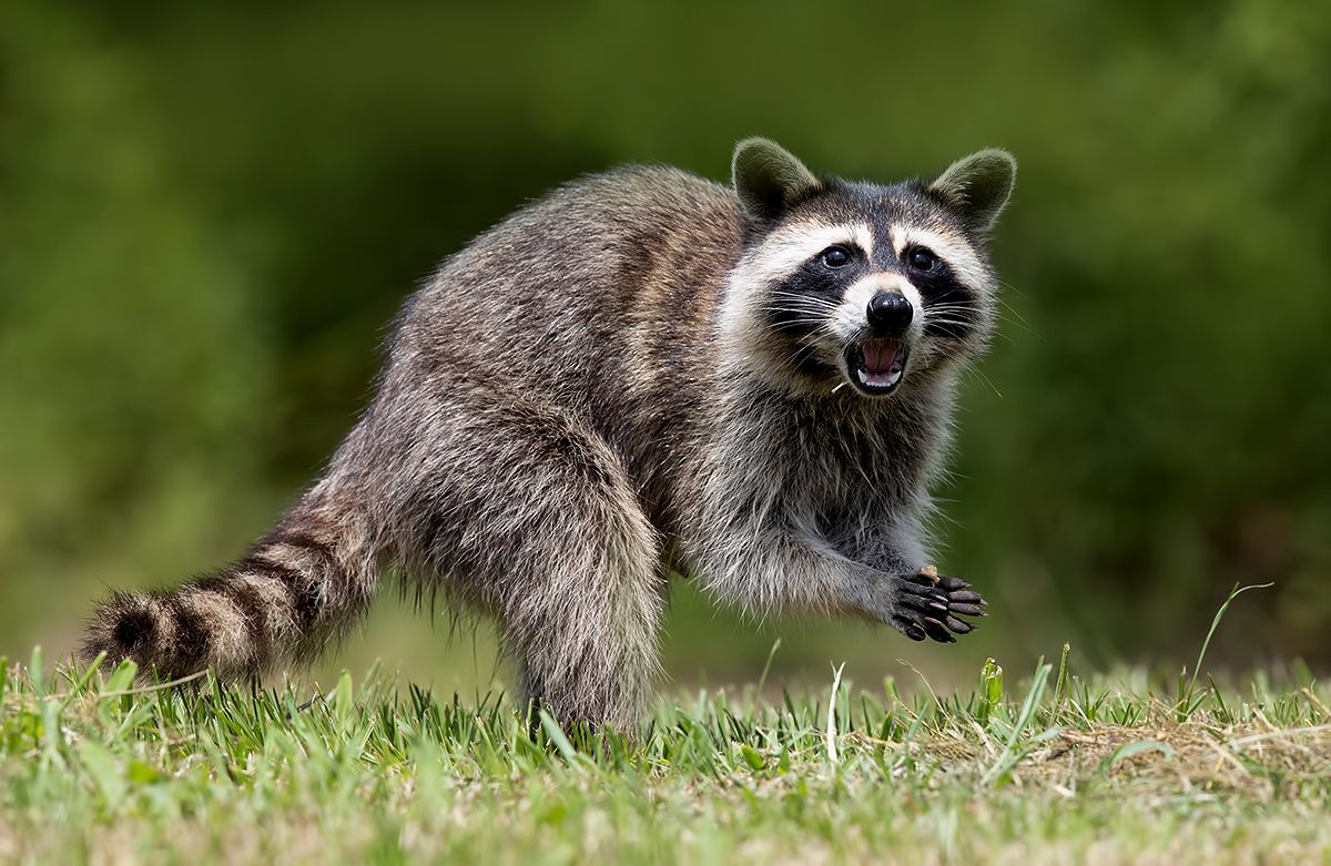Енот-полоскун - Raccoon. Photographer Etkind Elizabeth
