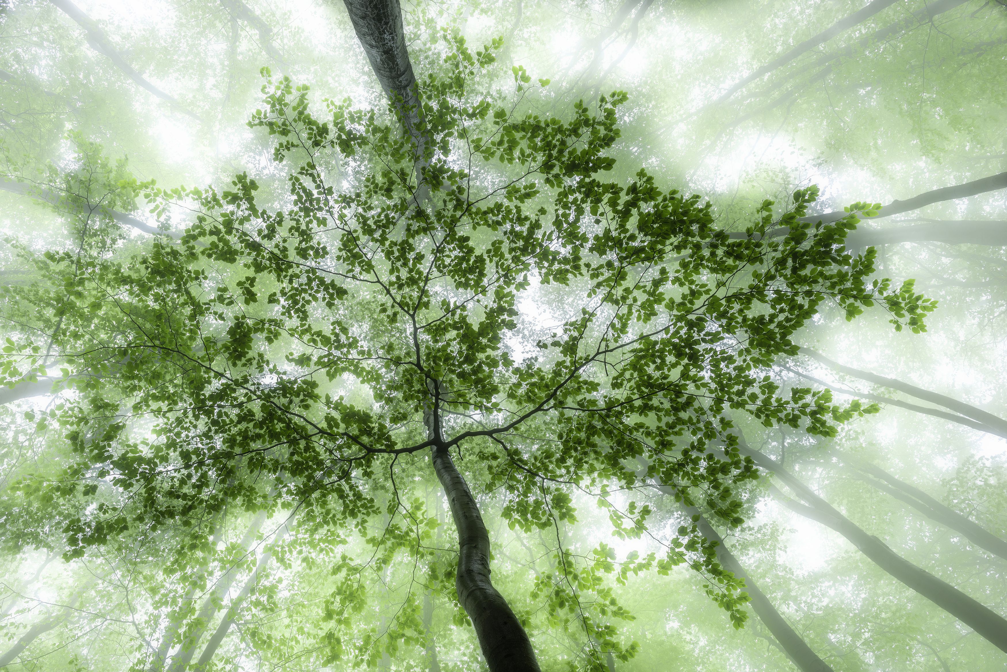 spring,beech,forest,foggy,tree trunk,tree,treetop,springtime,beechen, Pavlasek Tom