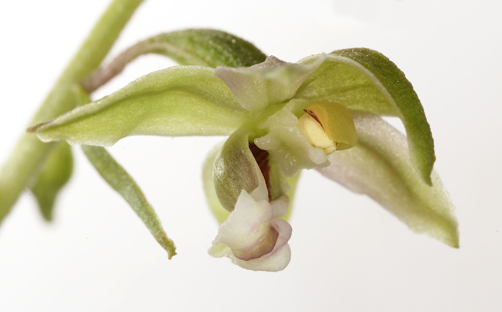 epipactis орхидея, Александр Зорин