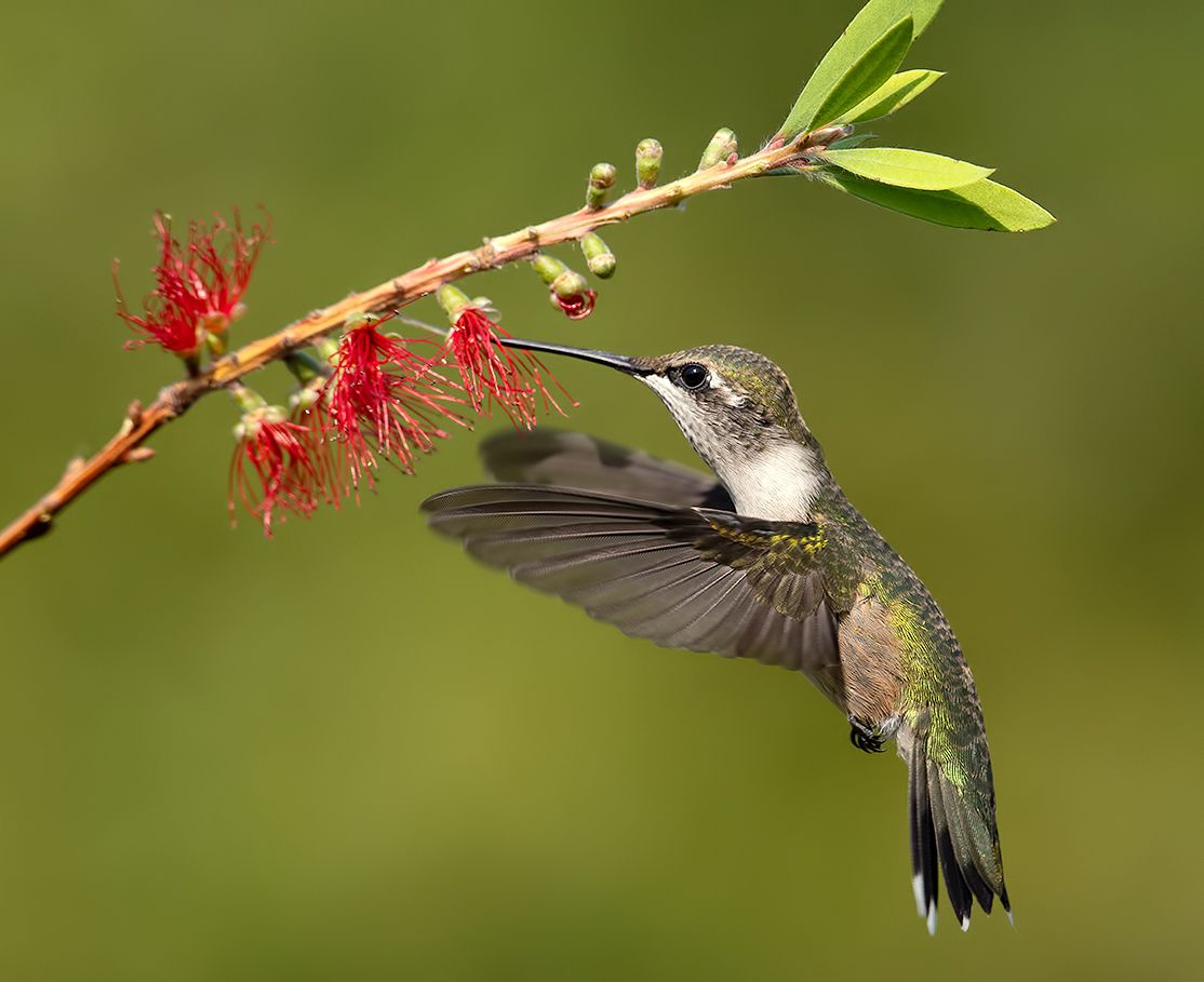колибри,ruby-throated hummingbird, hummingbird, Etkind Elizabeth
