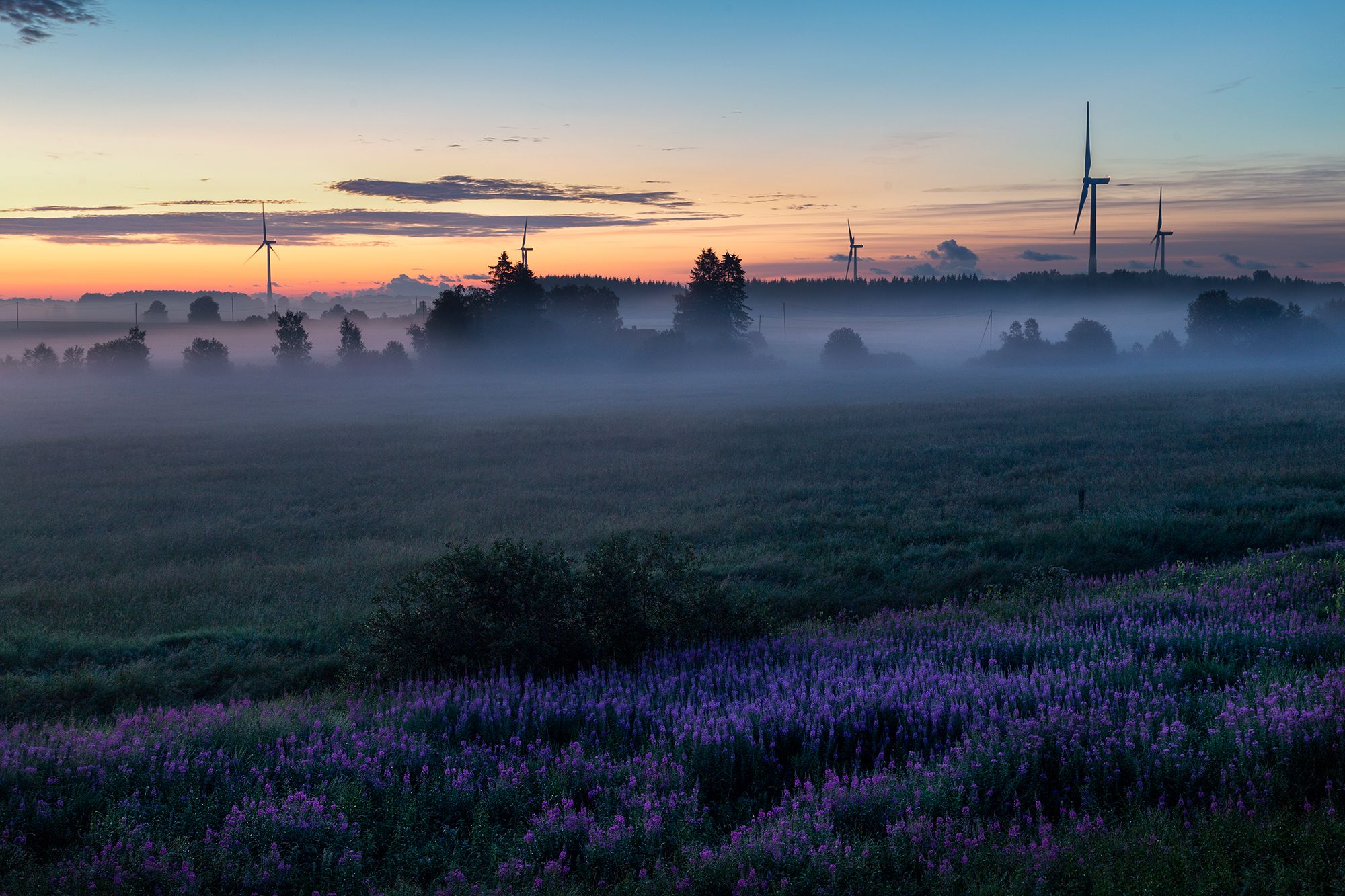 эстония, июль, рассвет, ветряки, утро, туман, цветы, Сергей Четвертной