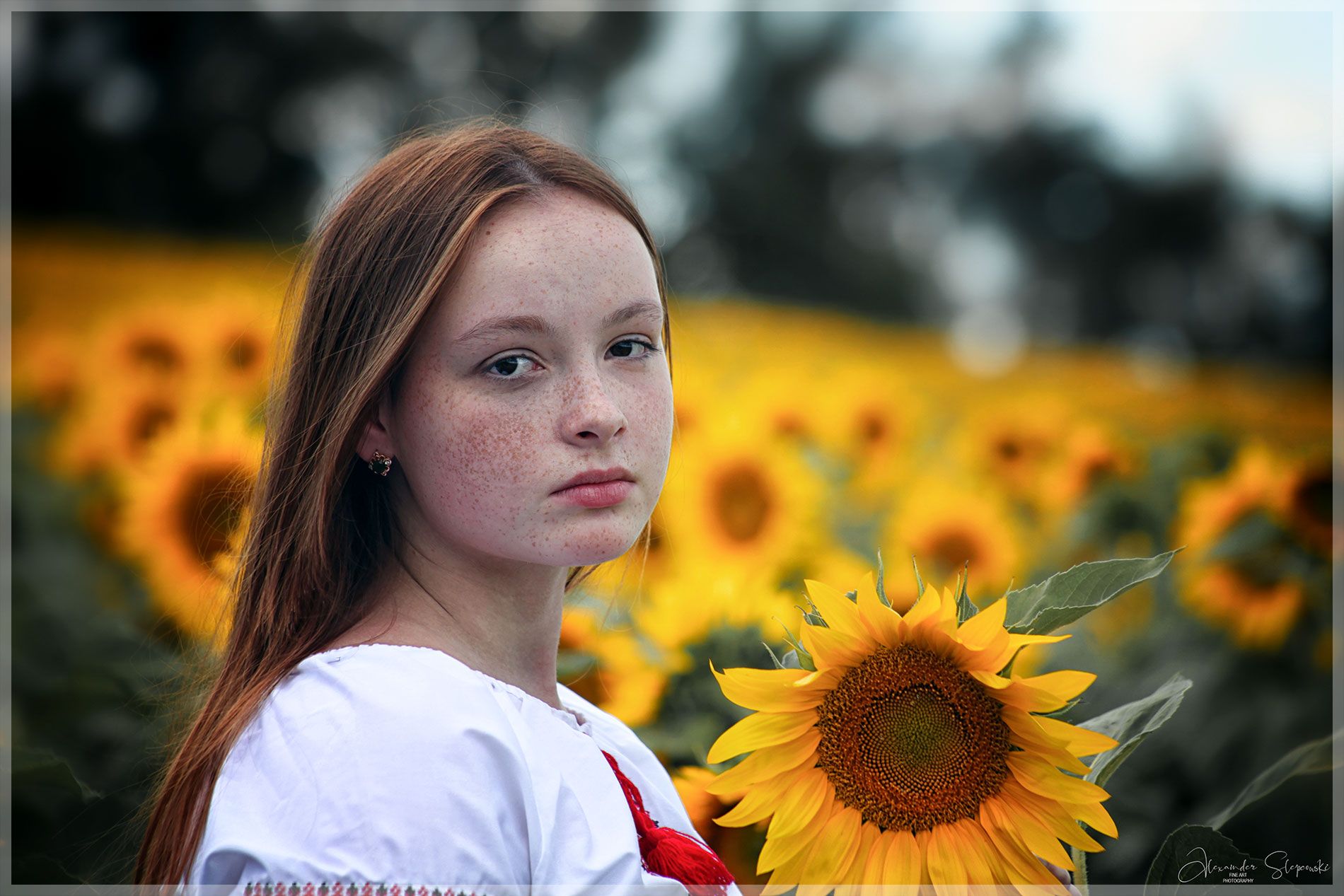 Sunflowers, Alexander Slepcowski