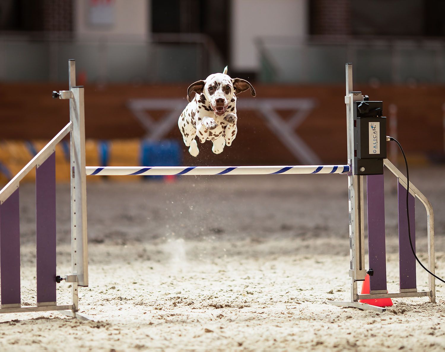 собака, спорт, аджилити, соревнования, dog, animal, sport, competition, Юлия Стукалова