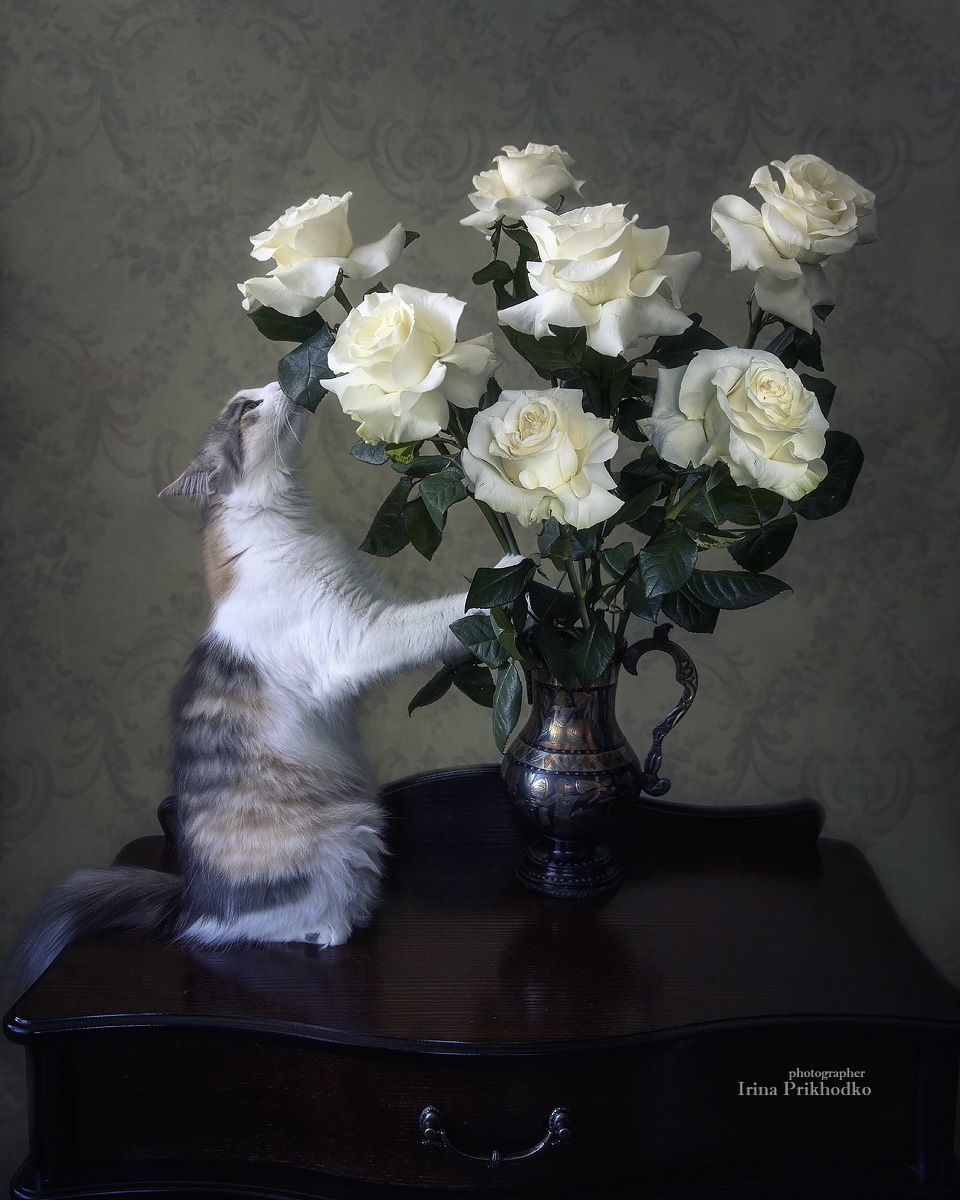 натюрморт, котонатюрморт, букеты, кошки, розы, цветы, Приходько Ирина