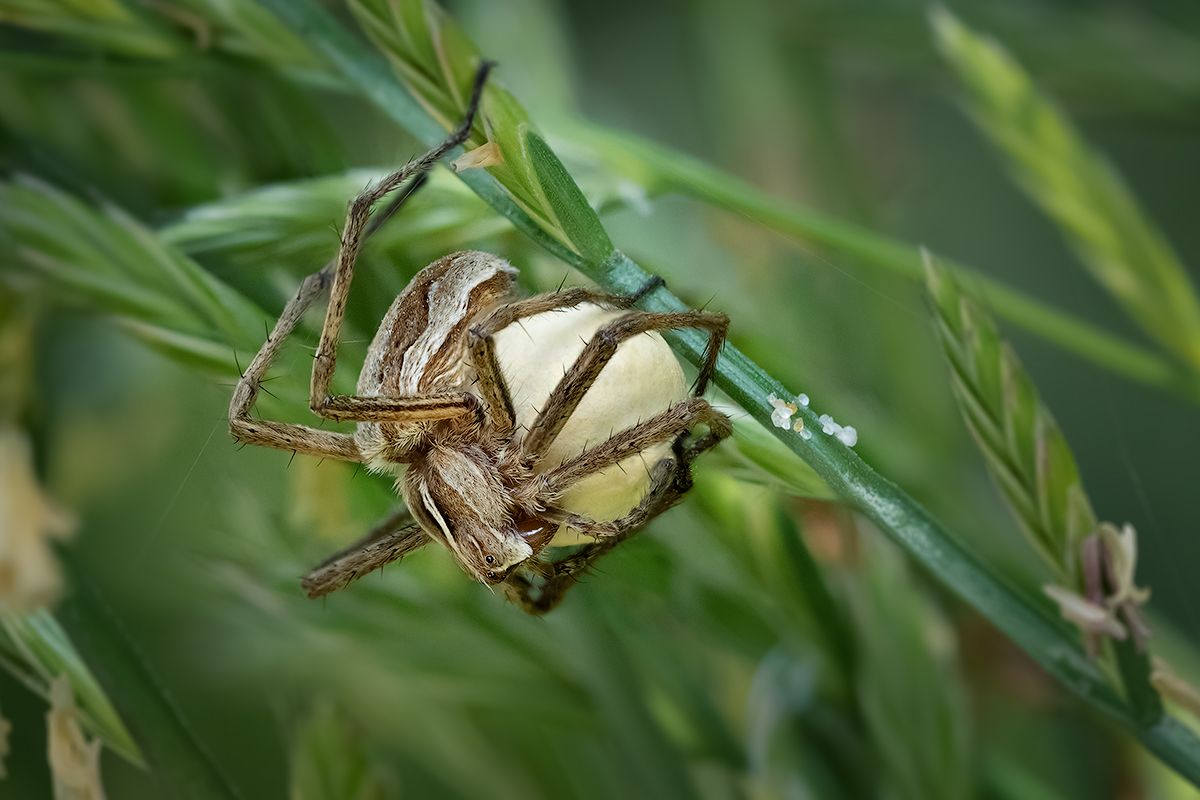 spider, macro, nature, паук, насекомое, макро, Хилько Марина