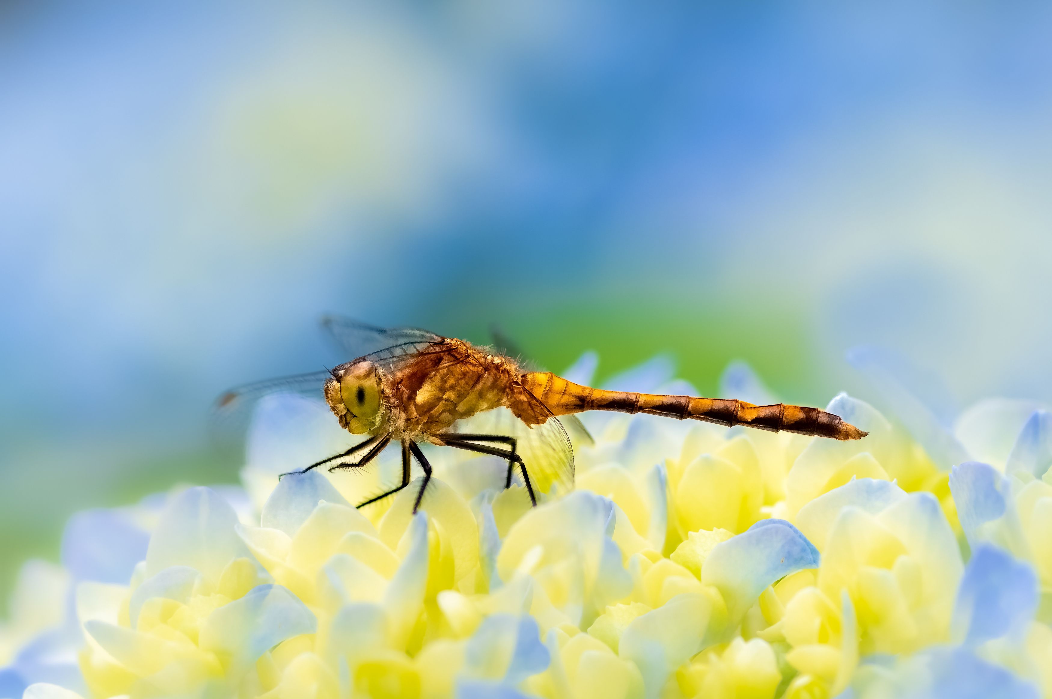 damselfly, dragonfly, insect, grass, sunset, dusk, evening, bug, macro, blade, grassland, flowers, hydrangea, Atul Saluja