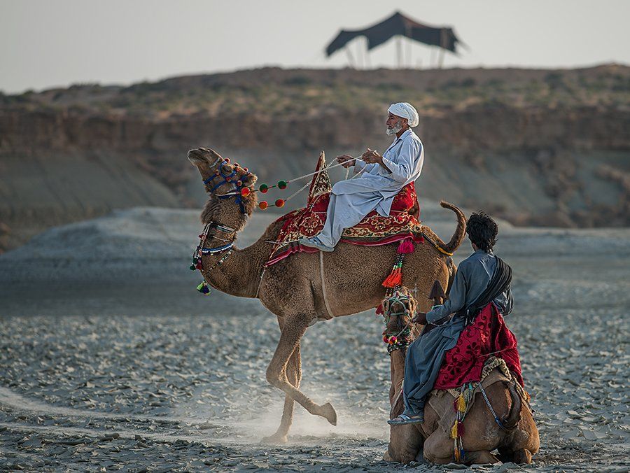Верблюды, Иран, Пустыня, Дмитрий Дубиковский