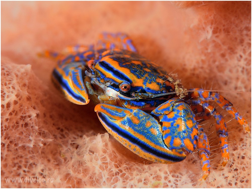 Bali, Crab, Diving macro, Indonesia, Unlis