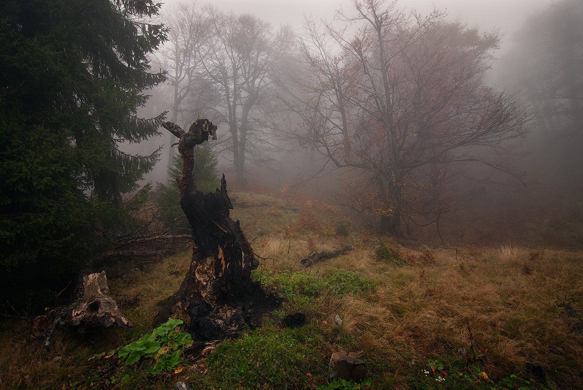 Лес, Осень, Туман, flyman