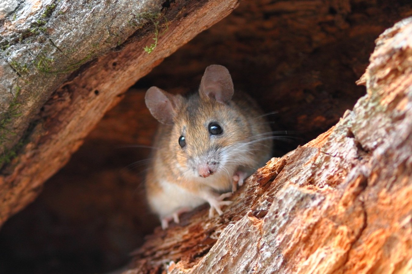 Мыши живущие в лесу. Желтогорлая Лесная мышь. Лесная мышь (Apodemus sylvaticus). Лесная, желтогорлая и Полевая мыши.. Желтогорлая полевка.
