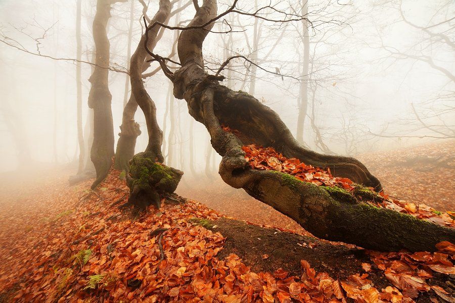 Autumn, Autumn colors, Autumn forest, Czech republic, Fog, Forest, Mist, Ore mountains, Daniel Řeřicha