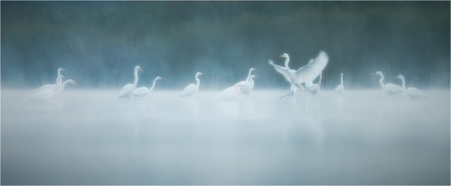Birds, Great White Egret, Wildlife, Большая белая цапля, Денис Кривой