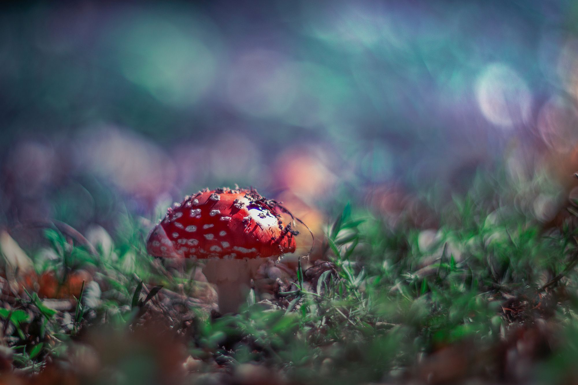 red,nature,light,exterior,bokeh,blue,green,mushroom, Борислав Алексиев