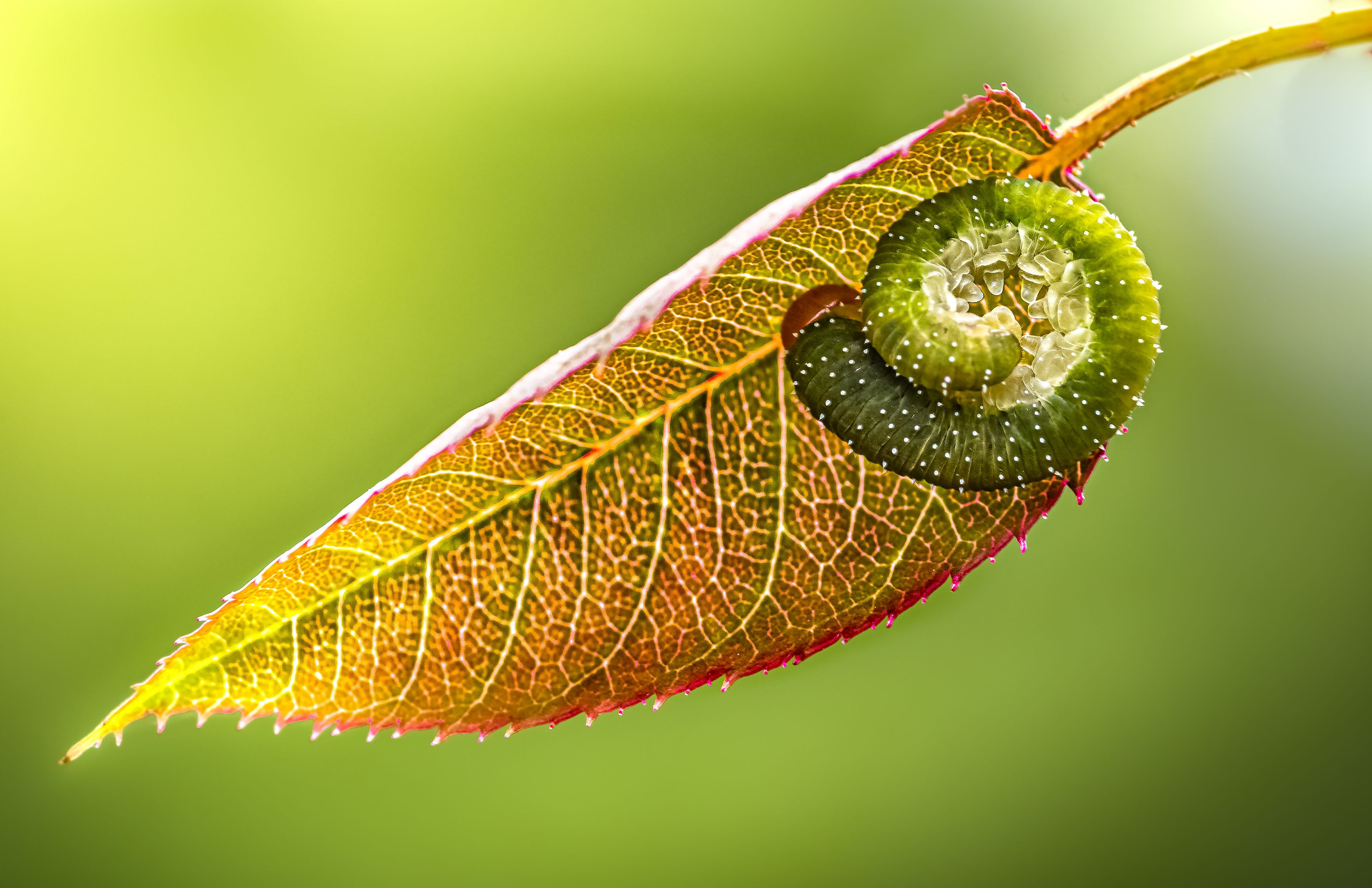 worm, caterpillar, silkworm, leaf, summer, nature, green, macro,, Atul Saluja