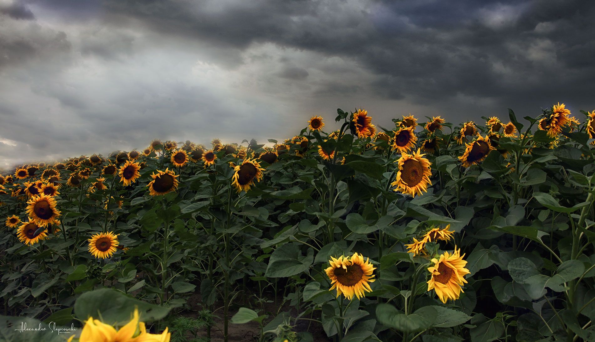 sunflowers, Alexander Slepcowski
