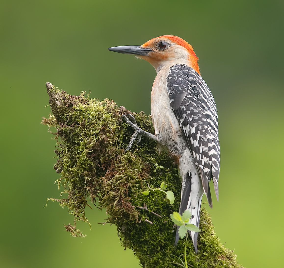 дятел, каролинский меланерпес, red-bellied woodpecker, woodpecker, Etkind Elizabeth