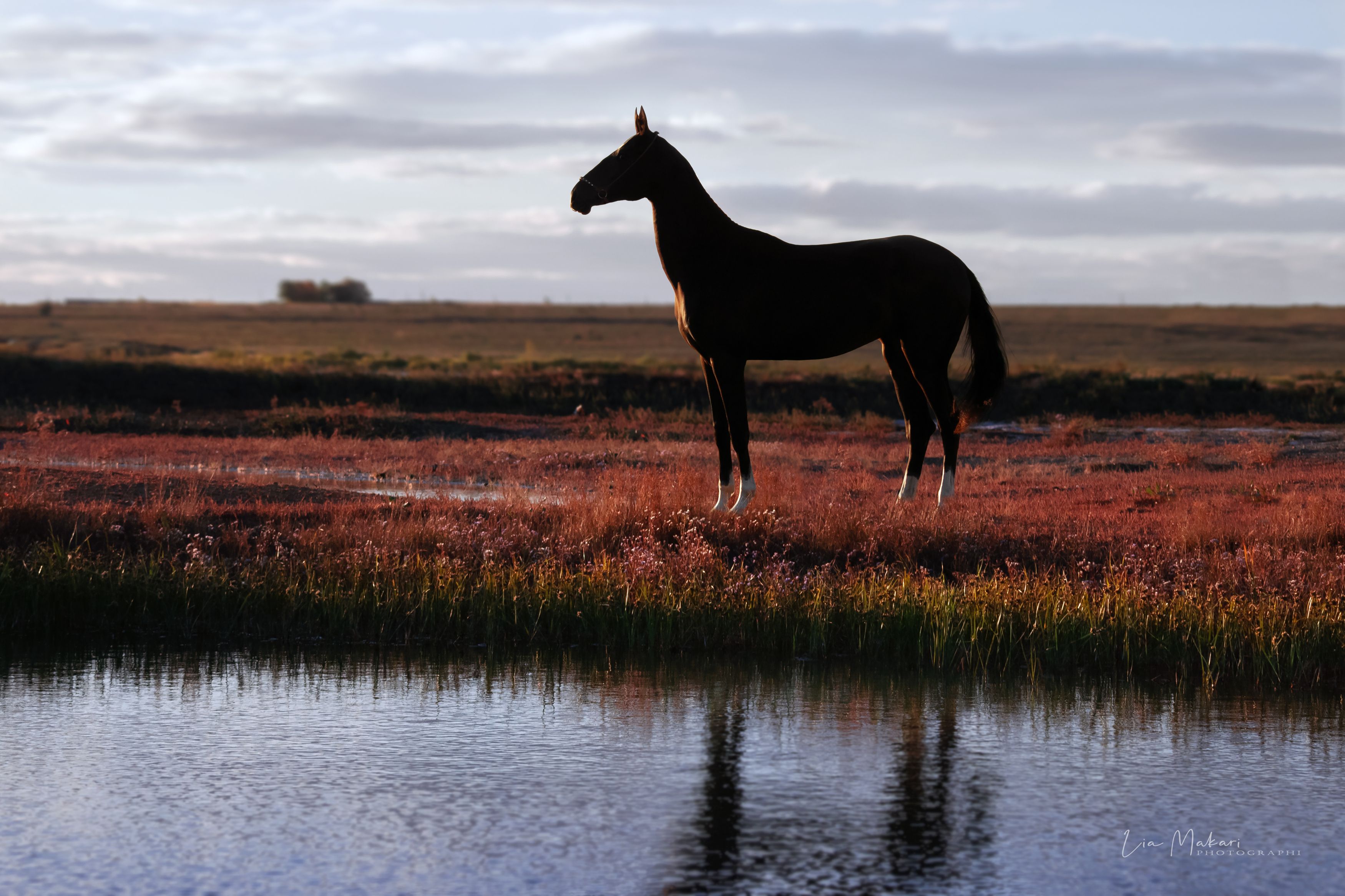 Лошадь, лошади, horse, поле, закат, Lia Makari