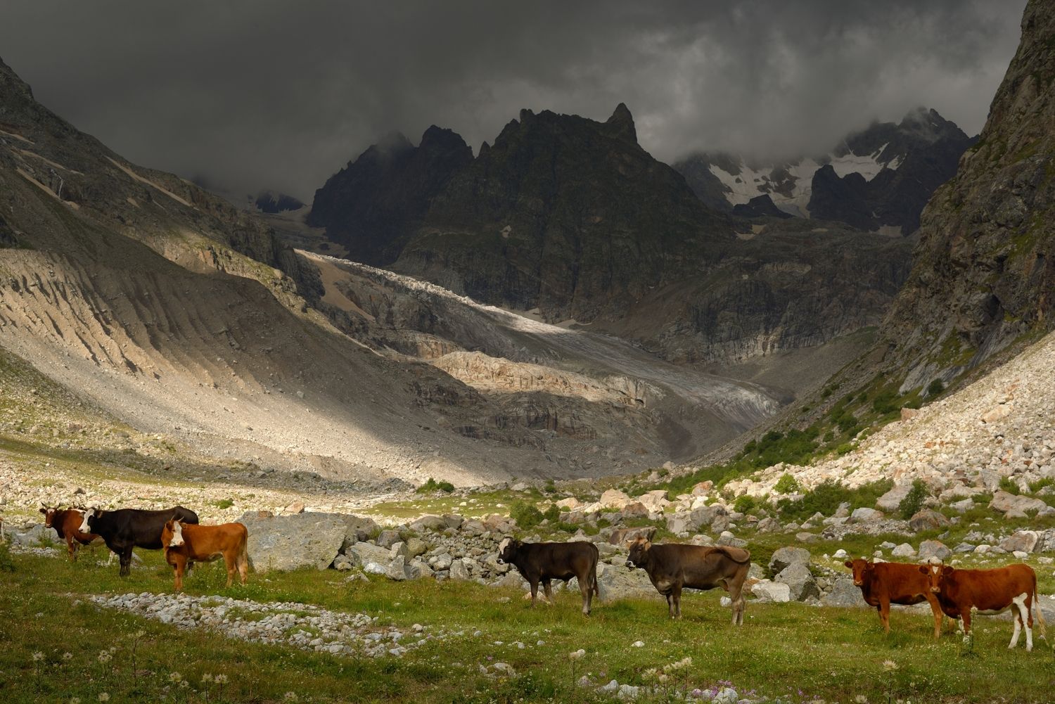 горы лето рассвет кавказ коровы башиль, Александр Жарников