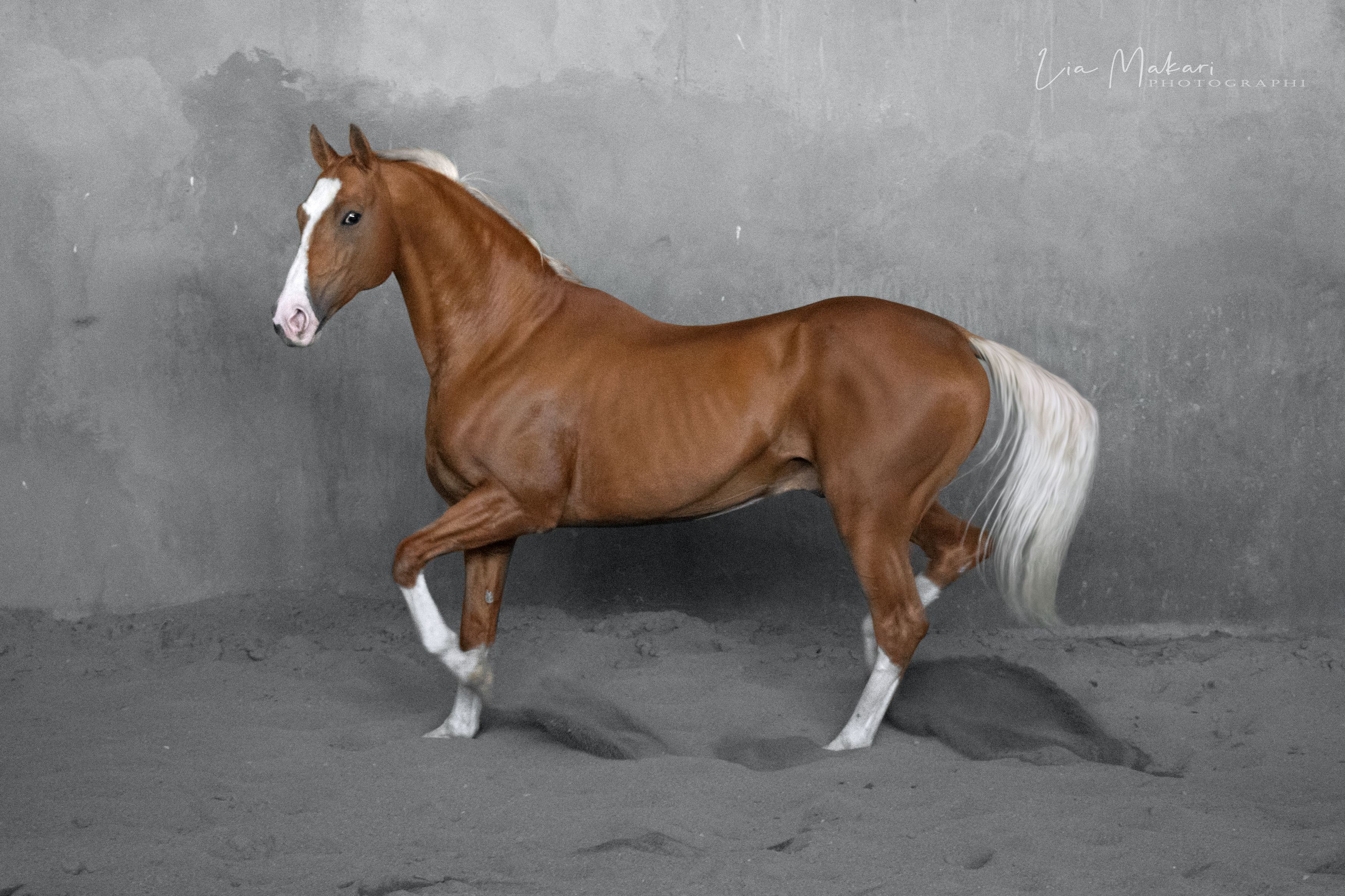 Лошадь, лошадь, horse, Lia Makari