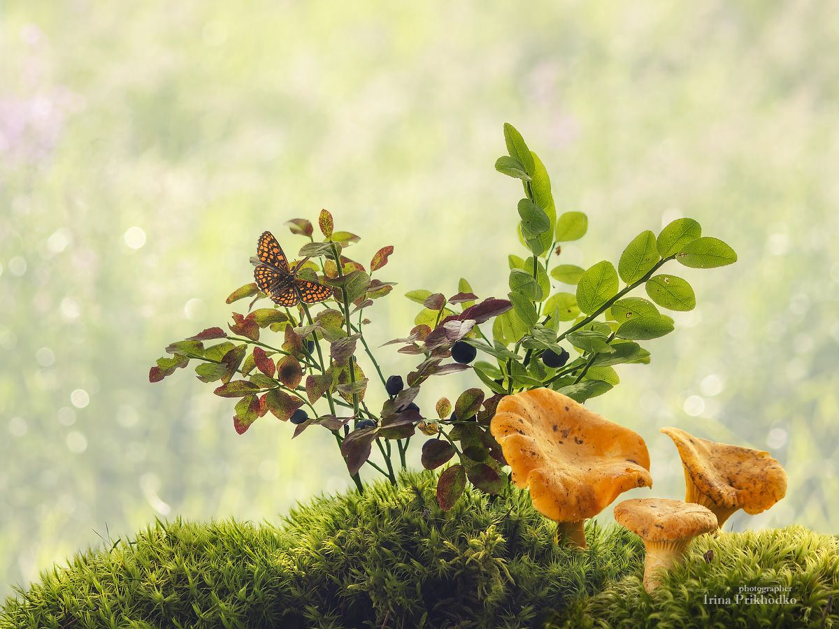 природа, растения, грибы, лесные дары, постановочное фото, Приходько Ирина