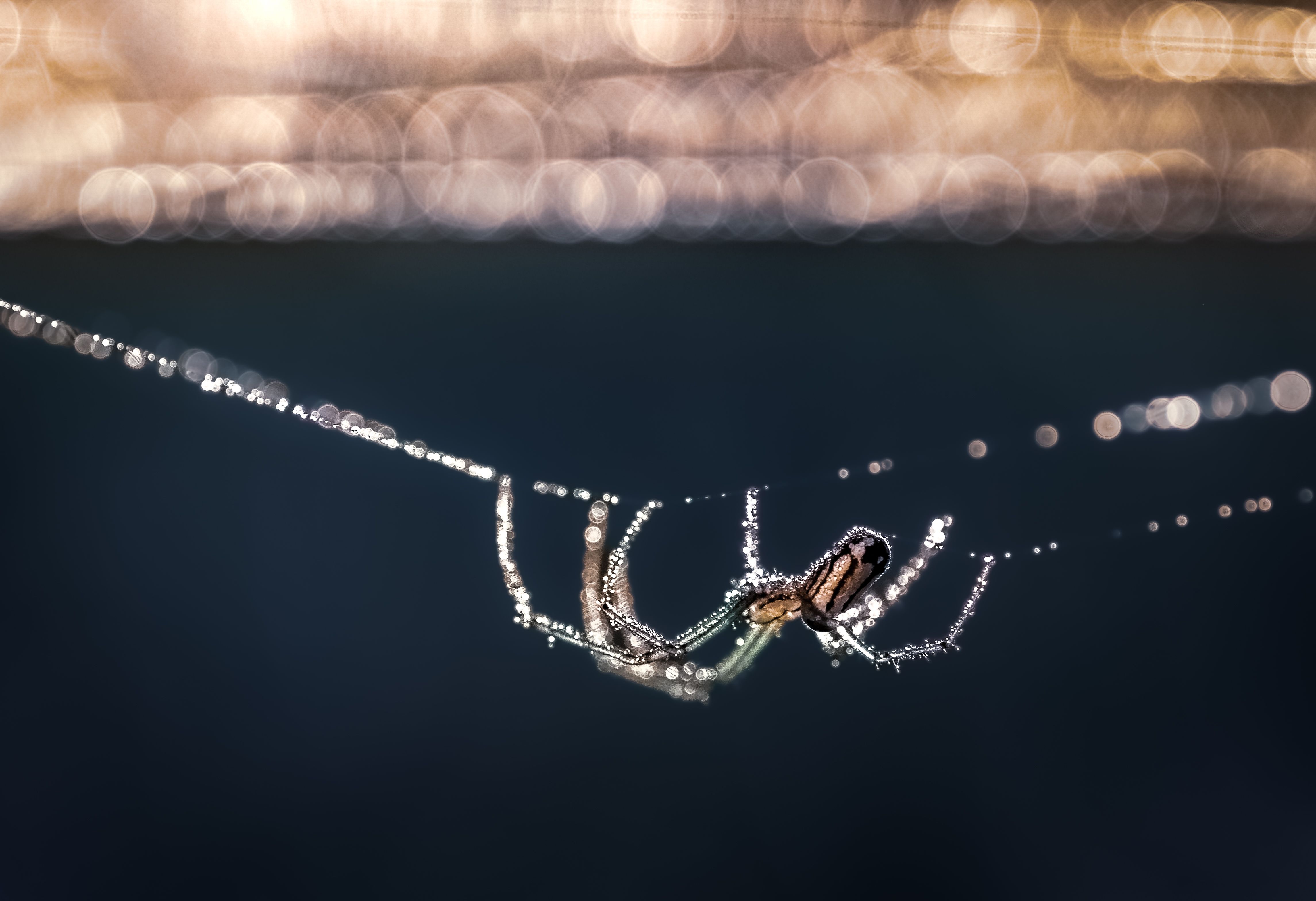 spider, animal, wild, insect, arachnid, leaf, macro, web, water, rain, dew, drops,, Atul Saluja