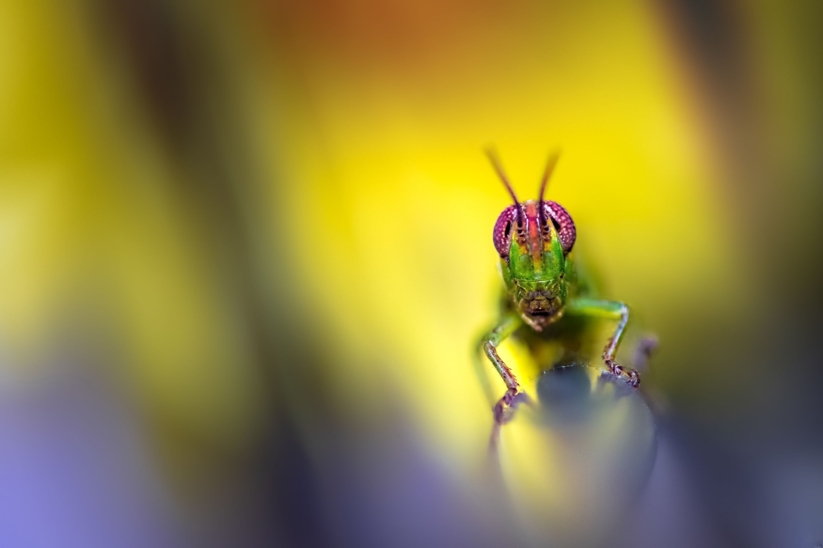 insect, beetle, bug, bugs, leaf, grass, macro, spring, love, hopper, grasshopper,, Atul Saluja