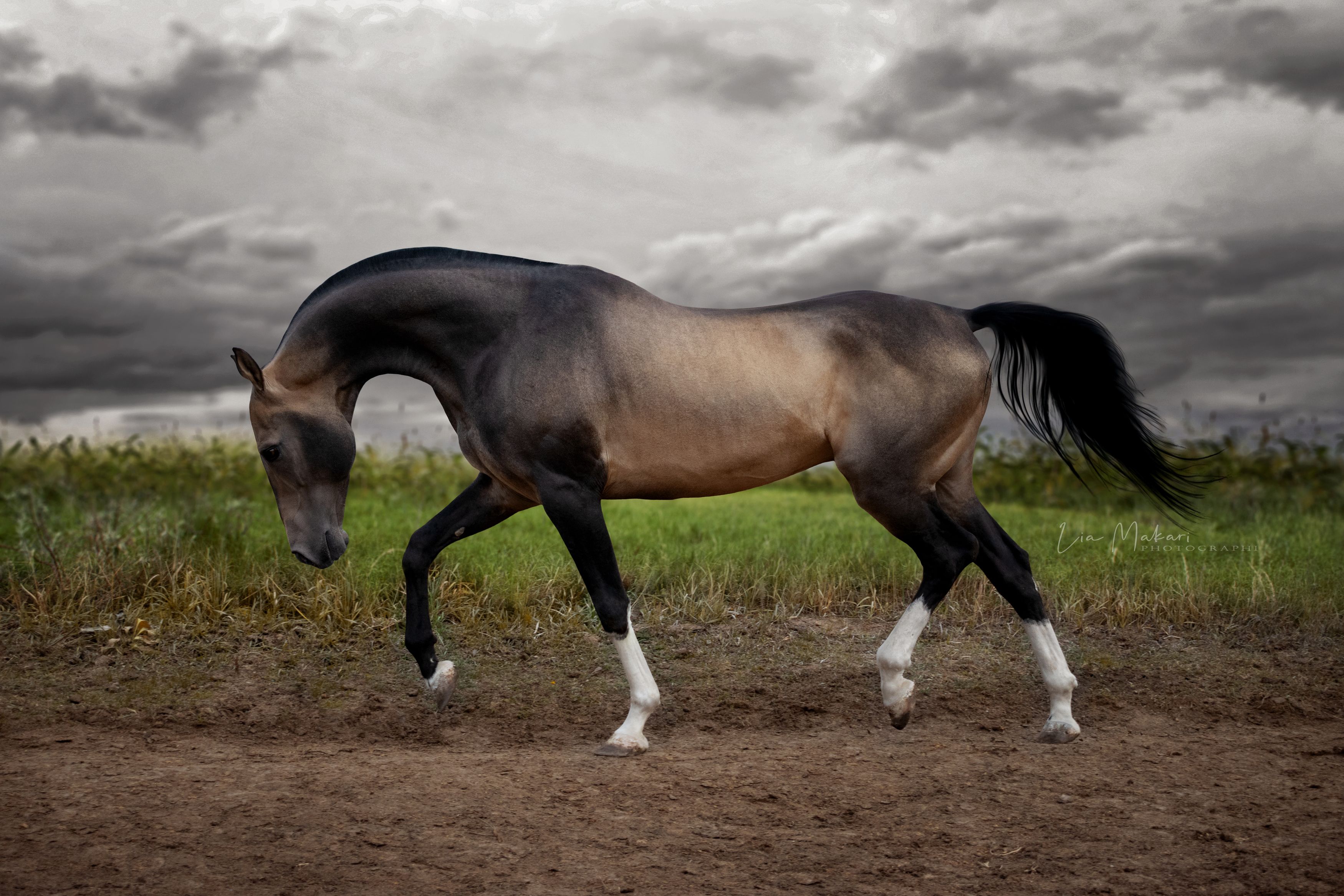 Лошадь, лошади, ахалтекинец, horse, ahalteke, Lia Makari