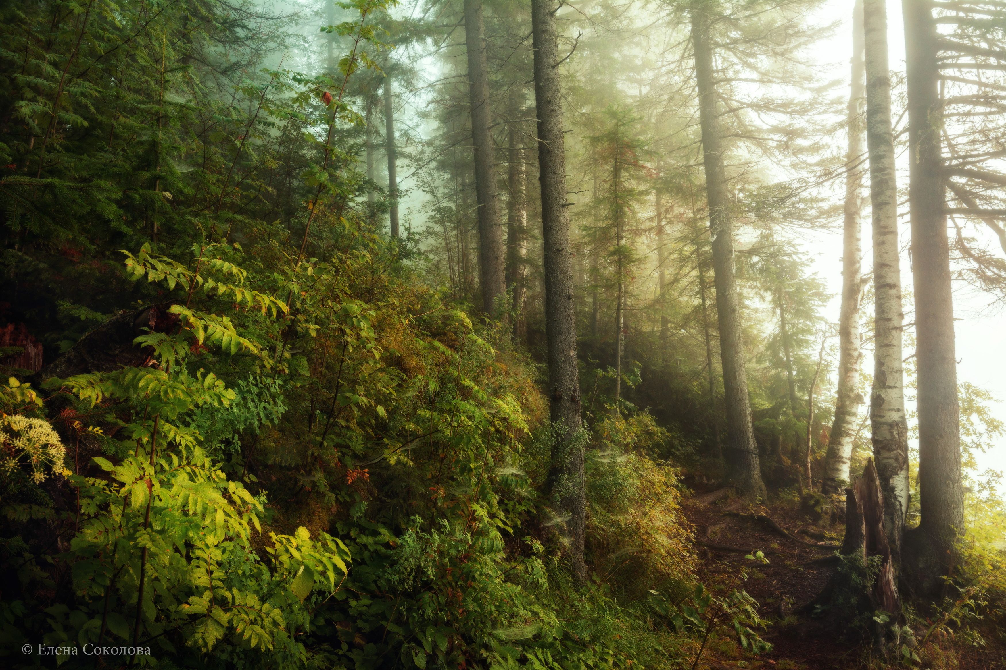 лес, утро, туман, летний пейзаж, Соколова Елена