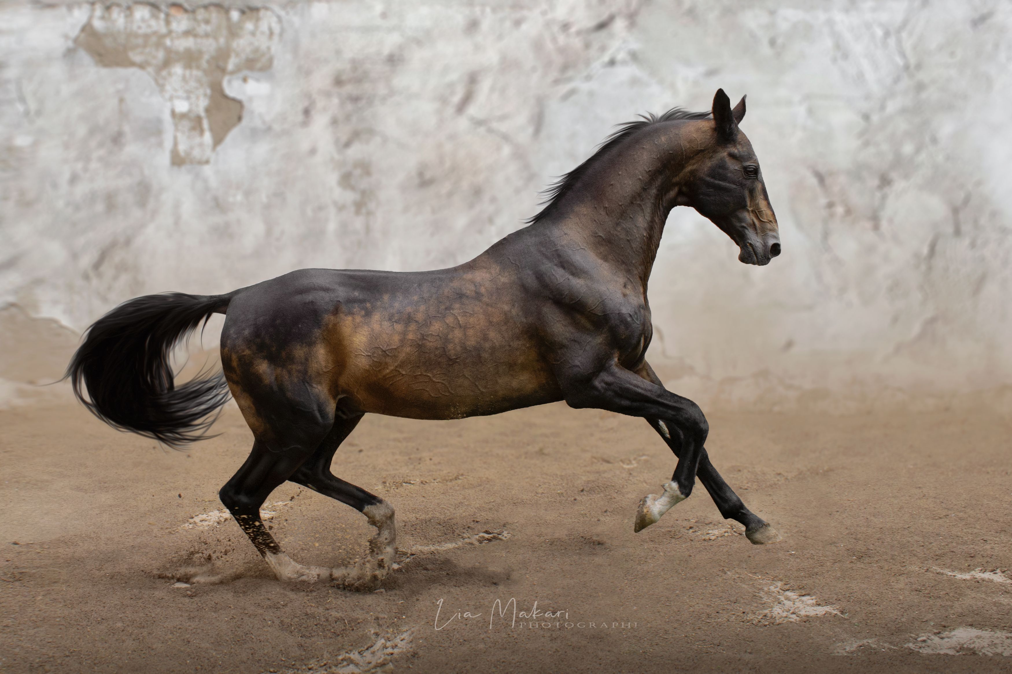Лошадь, лошади, ахалтекинец, horse, ahalteke, Lia Makari