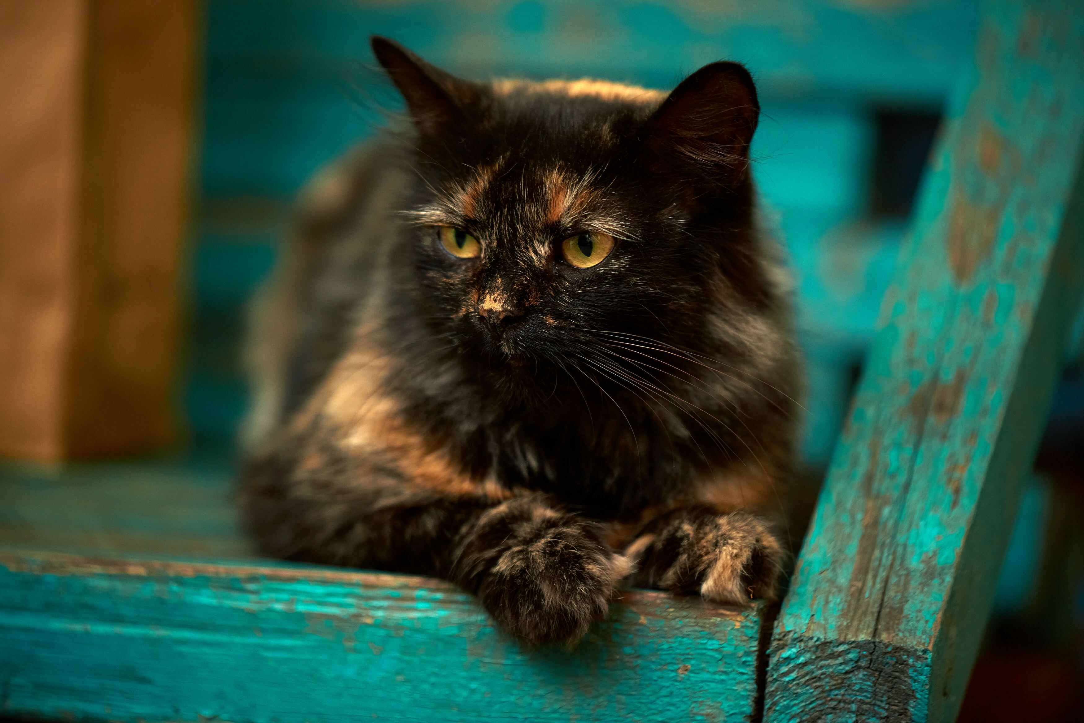 рыжий кот, дворовый кот, портрет кота, Андрей Халемонец