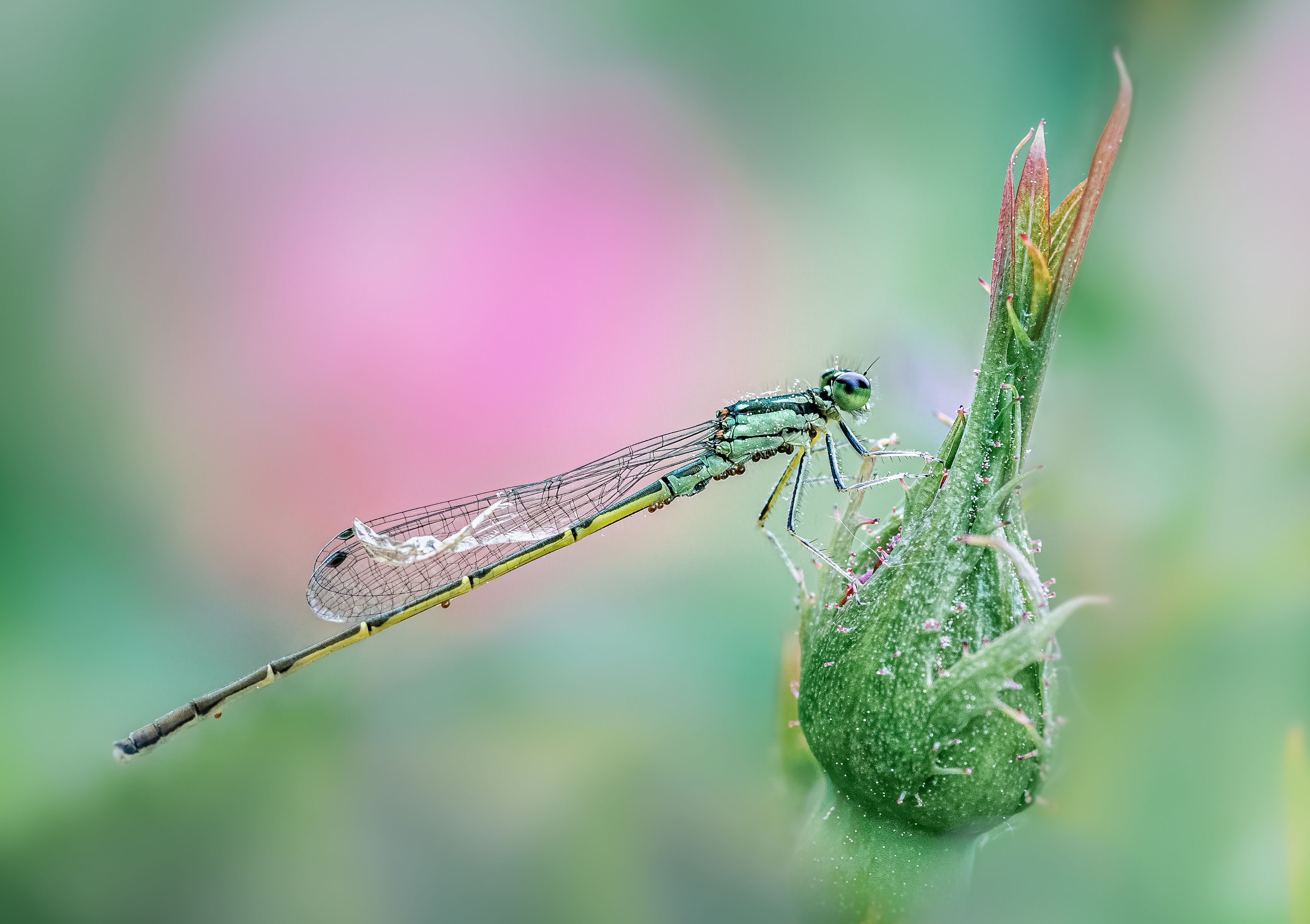 insect, beetle, bug, bugs, leaf, grass, macro, spring, love, rose, bud, flower, damselfly, Atul Saluja