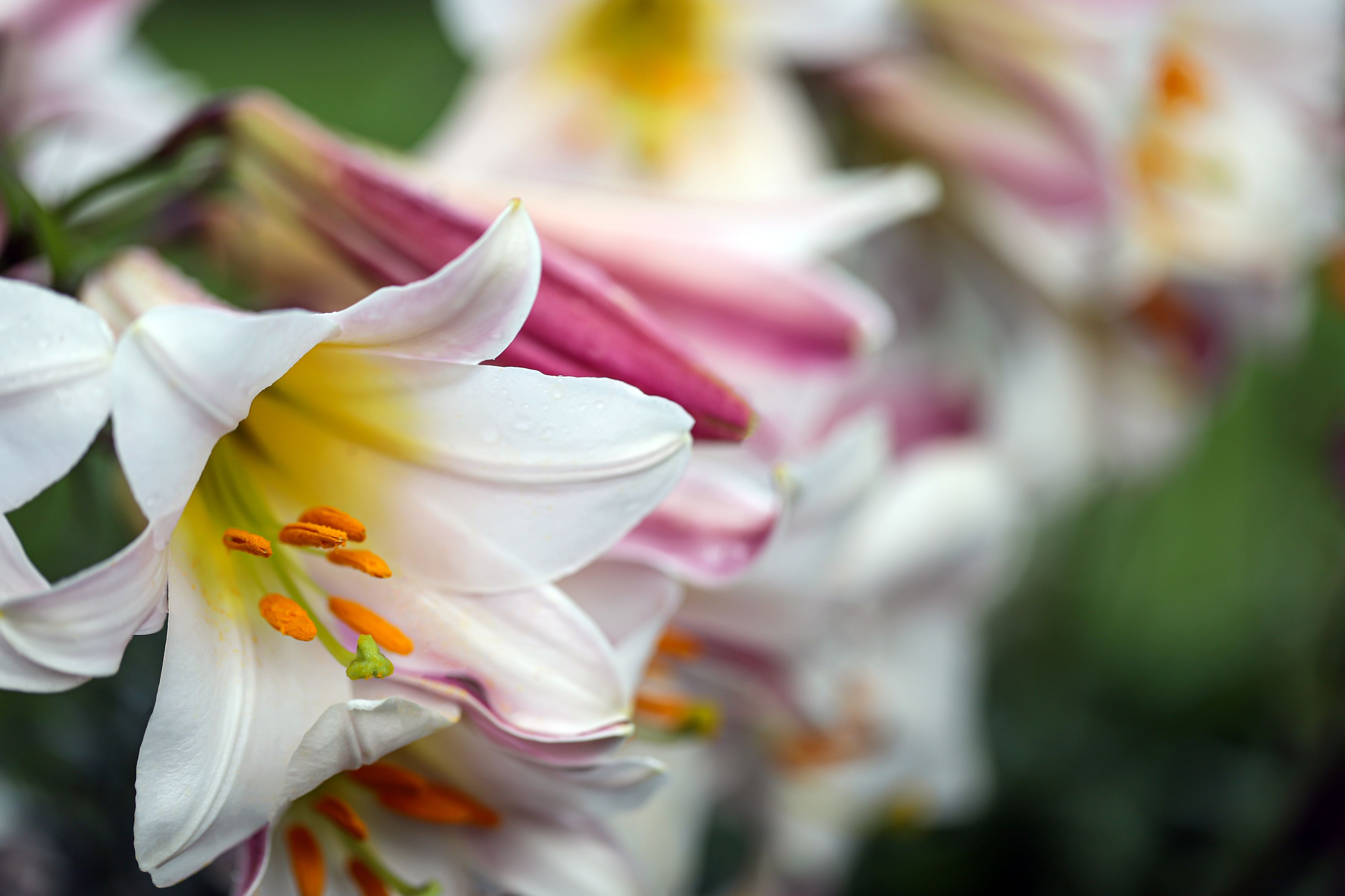 white lilies, flowers, garden, macro, close-up, nature, DZINTRA REGINA JANSONE