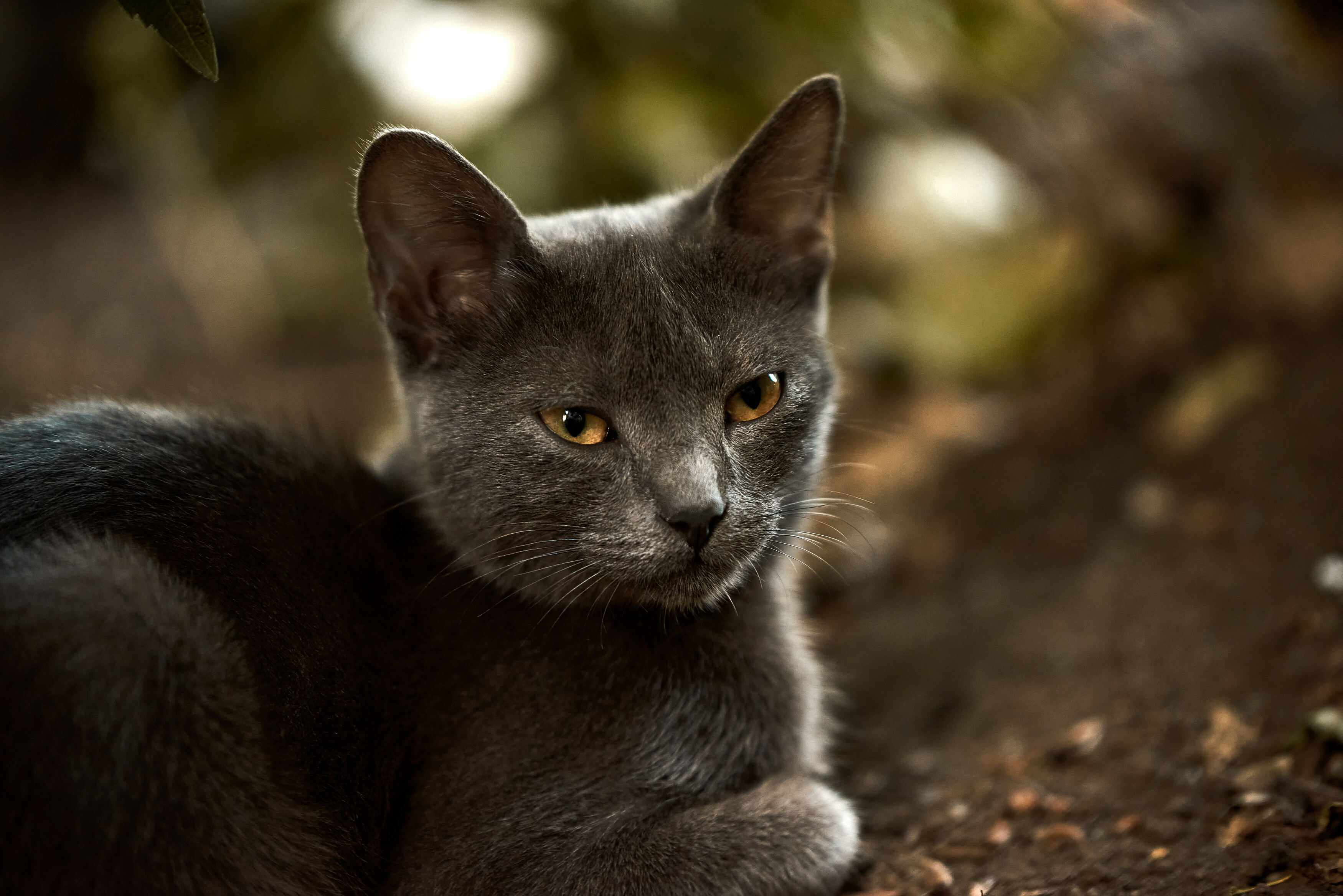 дворовый кот, портрет кота, пепельный кот, Андрей Халемонец