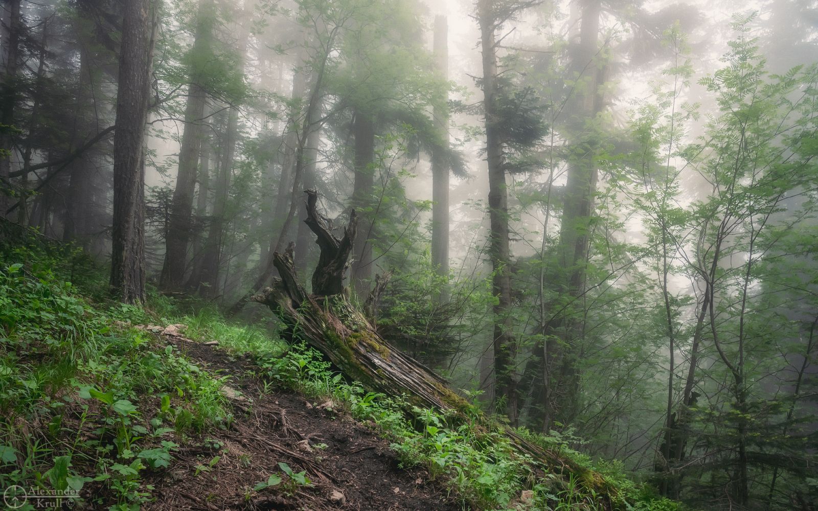 тхач, Александр Круль