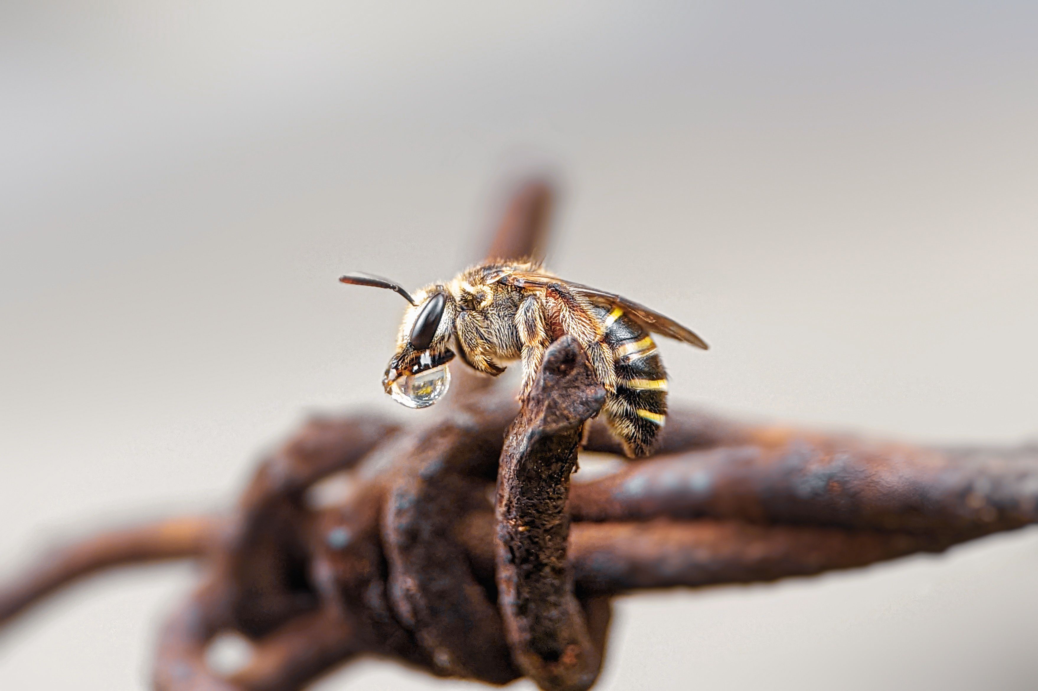 #phone #phonephoto #macro #macros #animallovers #insect #mobilephotographer #mobileediting #naturephotography #mobilephotography #bee #bees #likeforlikes #followforfollow #srilanka, Prabhashwara PSC