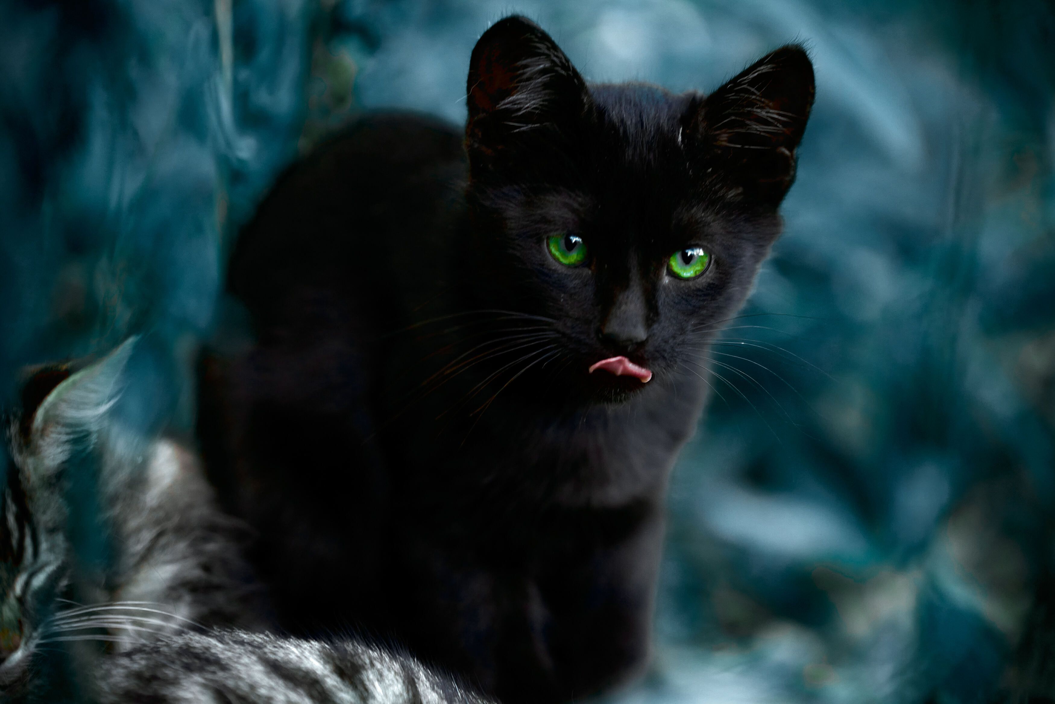 черный кот, котенок, Андрей Халемонец