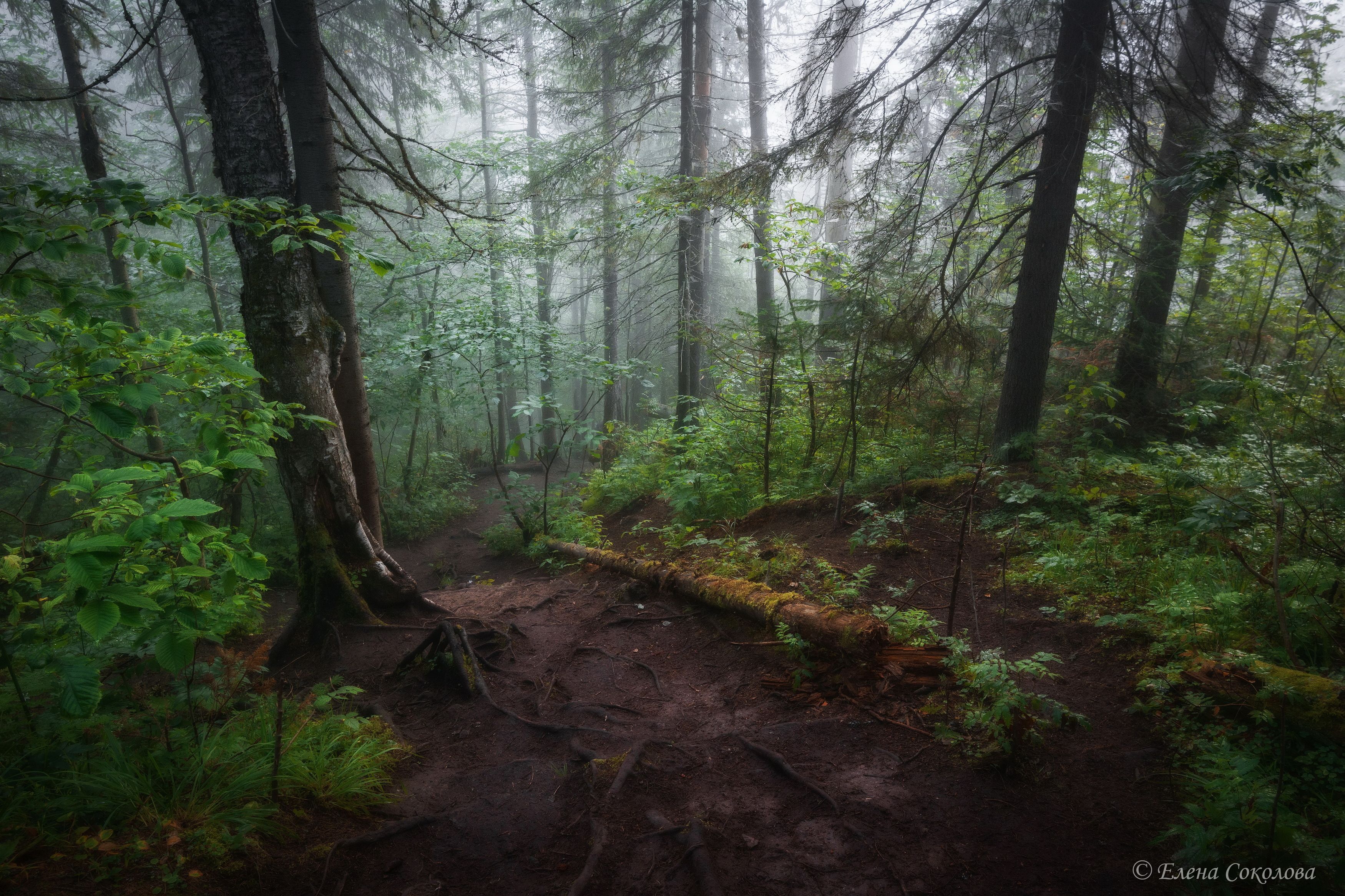 лес, утро, летний пейзаж, туман, Соколова Елена