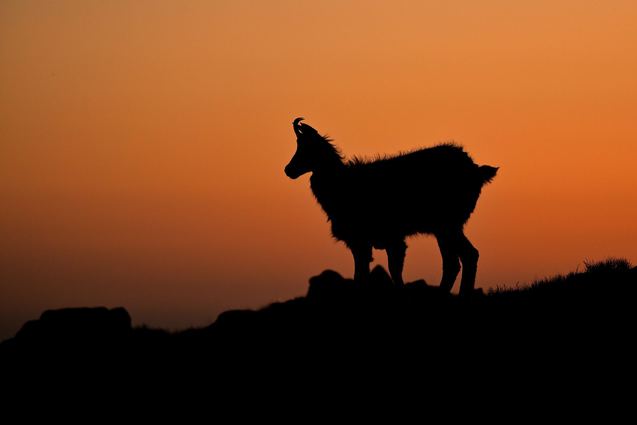 wildlife, chamois,  slovakia, Ľubomír Novák ٿ