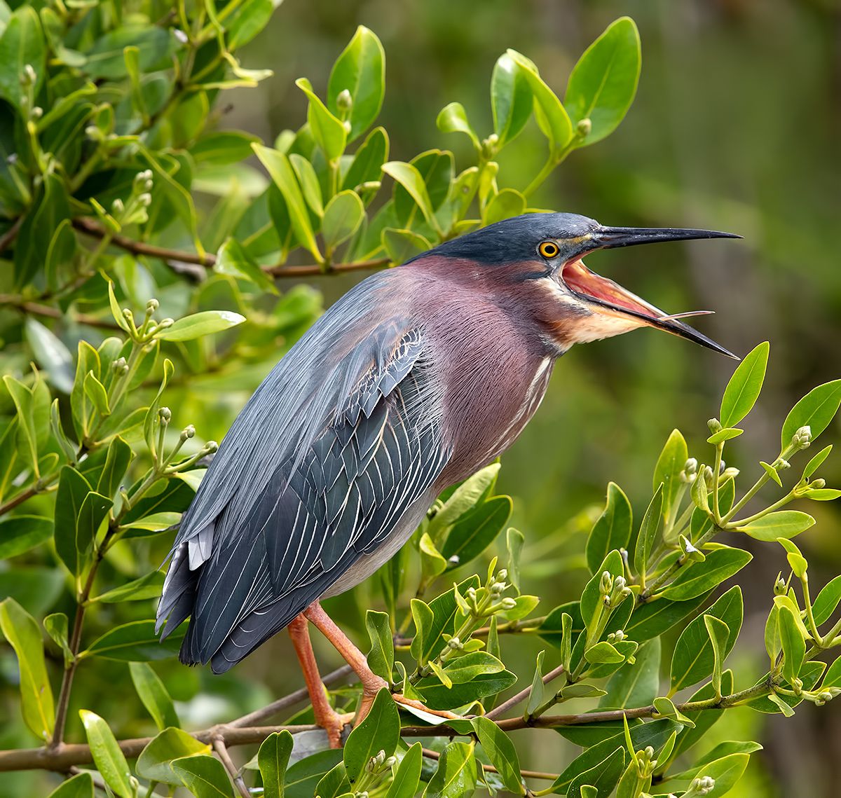 американская зелёная кваква, green heron, кваква, Etkind Elizabeth