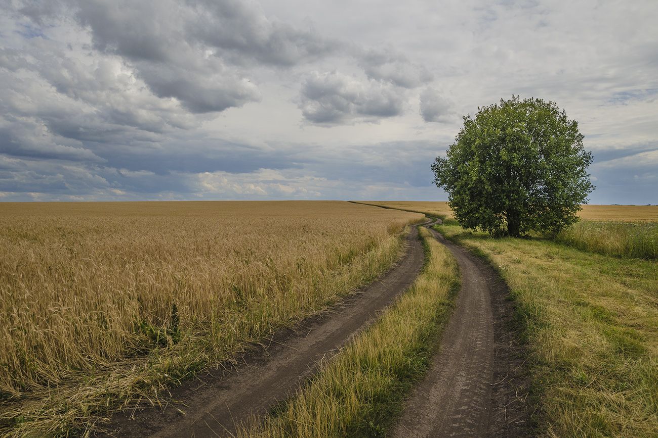 поле, дорога, дерево, лето, пейзаж, Михаил Агеев