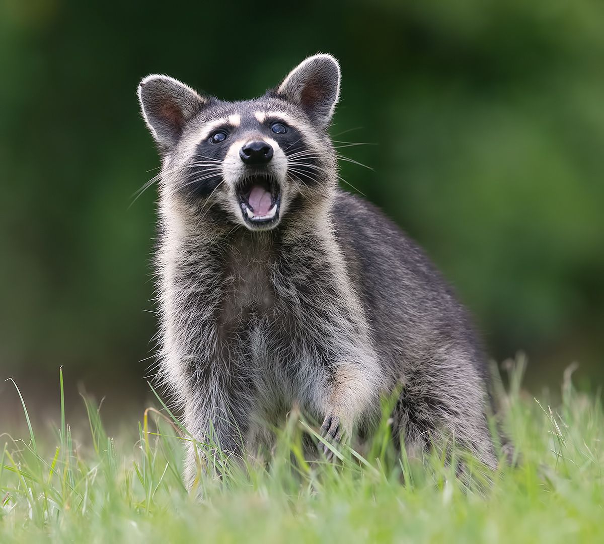 Raccoon - Енот-полоскун. Photographer Etkind Elizabeth