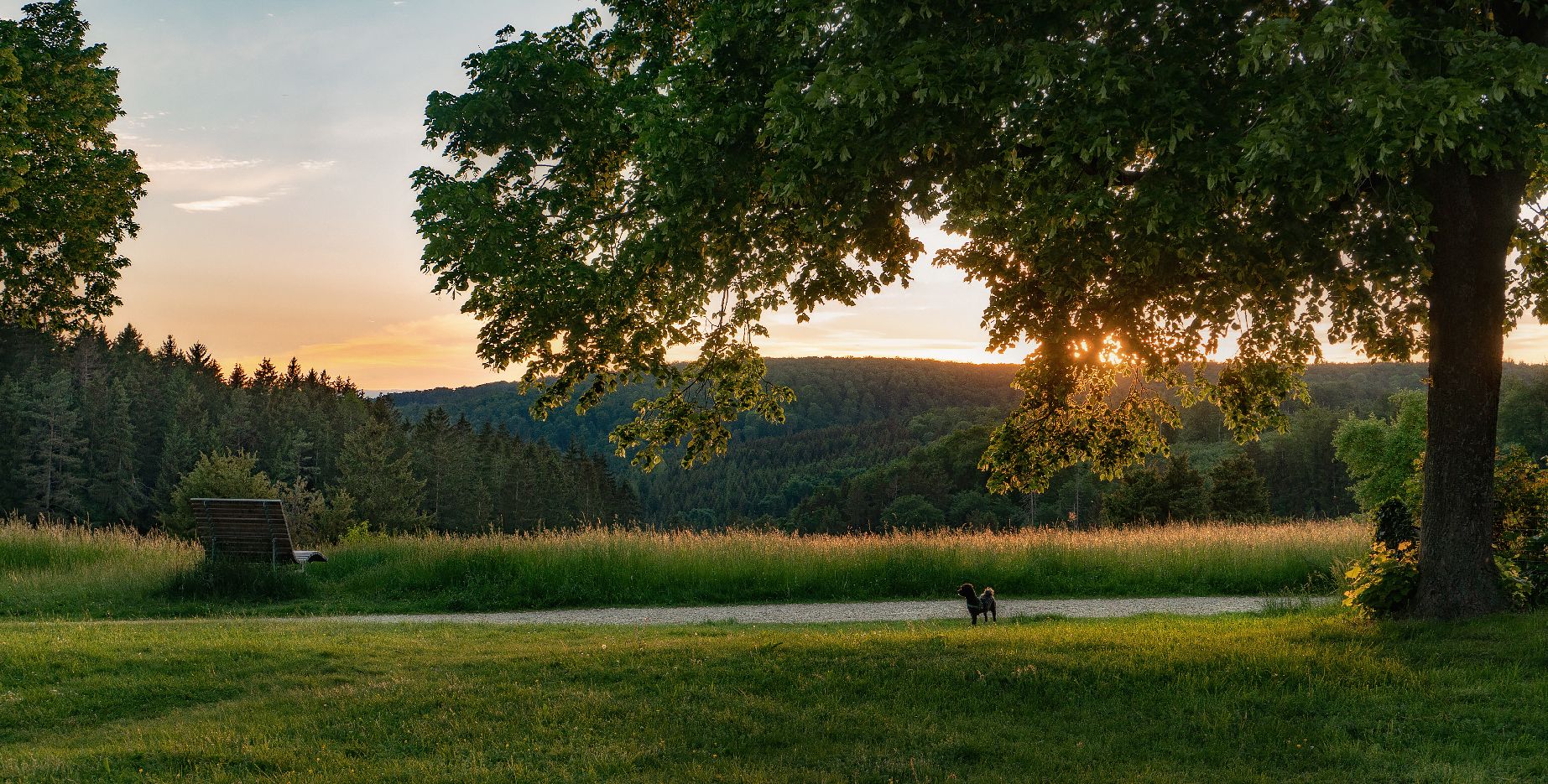 закат солнце собака пейзаж, Alexandr Zypin