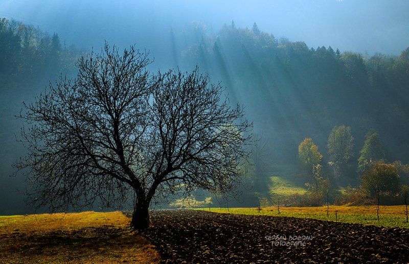 , Serban Bogdan