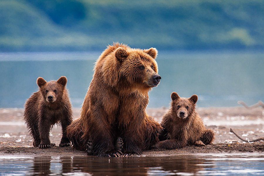 Bear, Russia, Sergei Ivanov, Южно-камчатский заказник, Сергей Иванов
