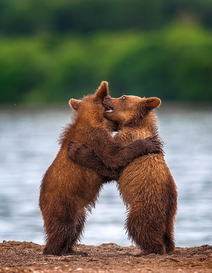 Bear, Cubs, Kamchatka, Sergei Ivanov, Бурый медведь, Сергей Иванов