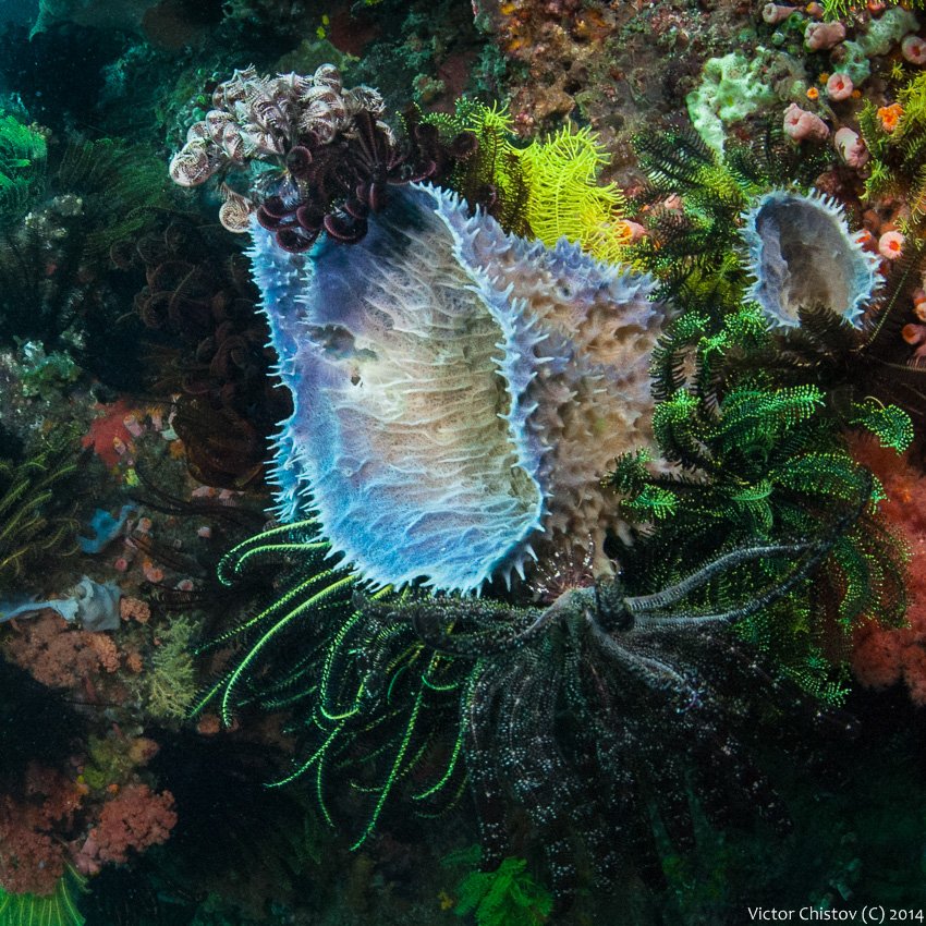 Underwater, Виктор Чистов