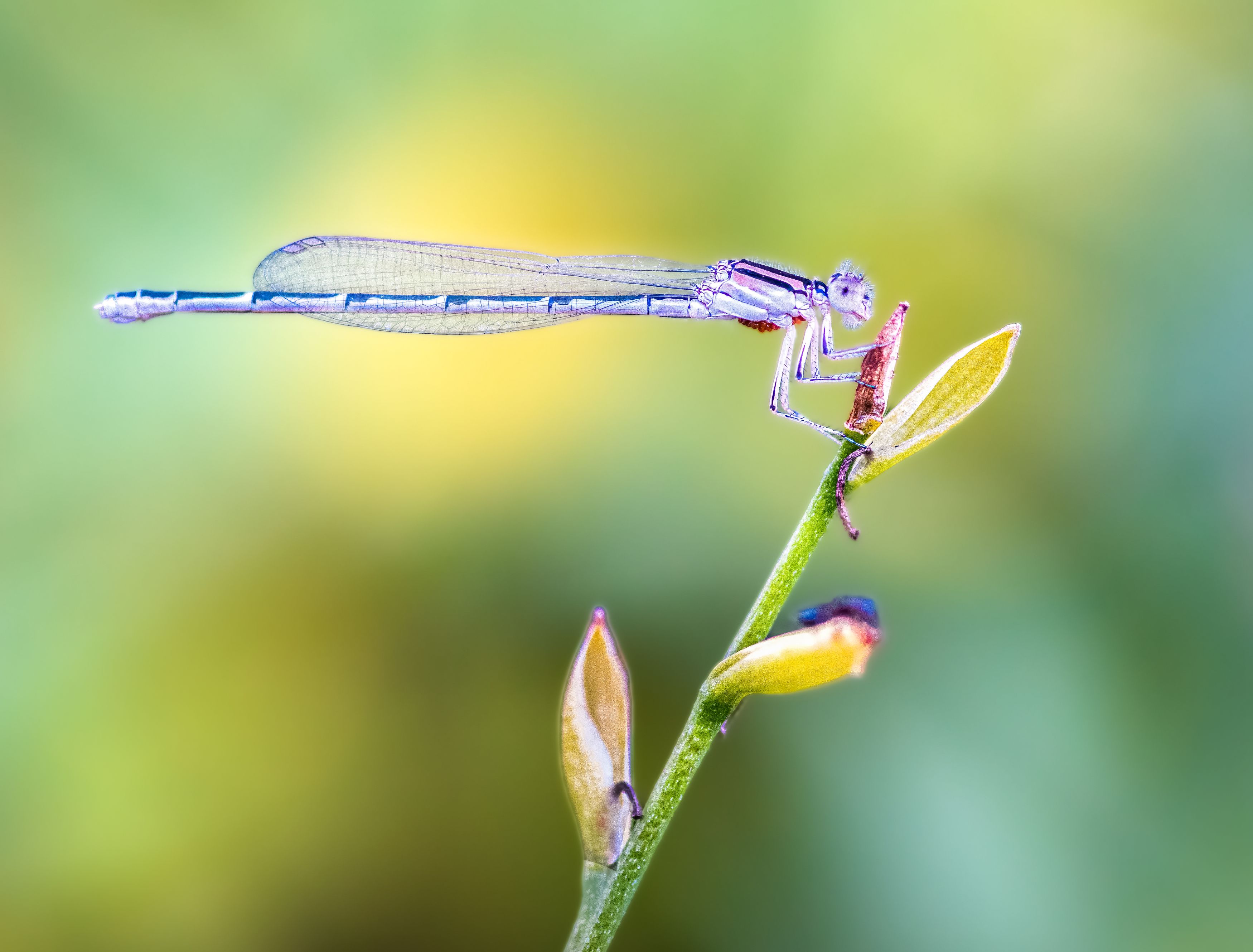 damselfly, dragonfly, insect, grass, sunset, dusk, evening, bug, macro, blade, grassland,, Atul Saluja