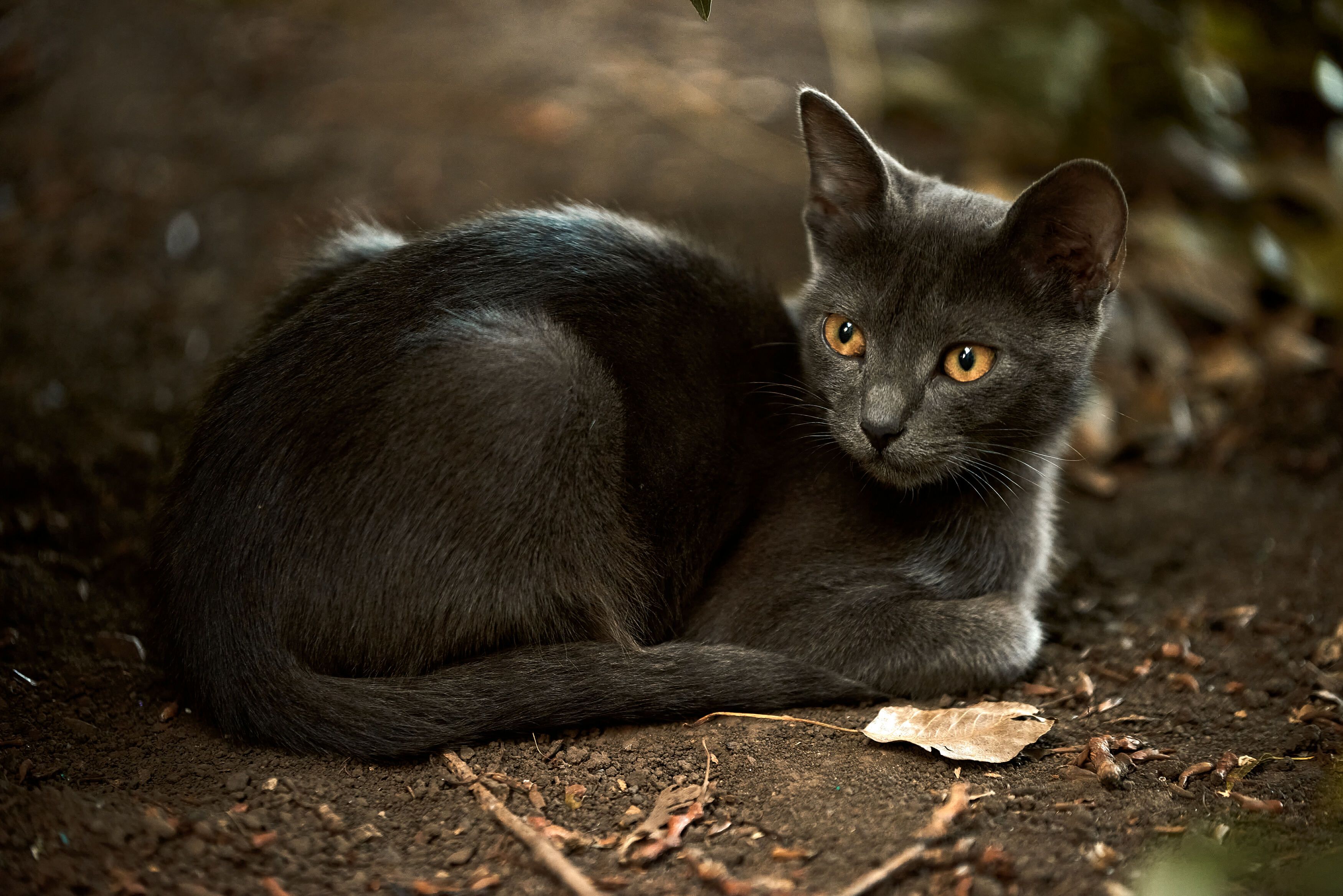 пепельный кот, дворовый кот, Андрей Халемонец