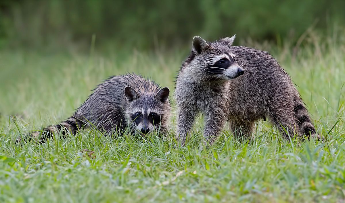 енот обыкновенный, енот-полоскун, raccoon, енот, дикие животные, животные, animals, Etkind Elizabeth